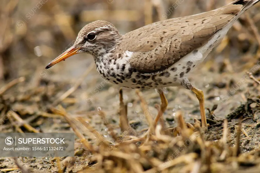 Spotted Sandpiper - Camp Lula Sams - Brownsville, Texas USA.