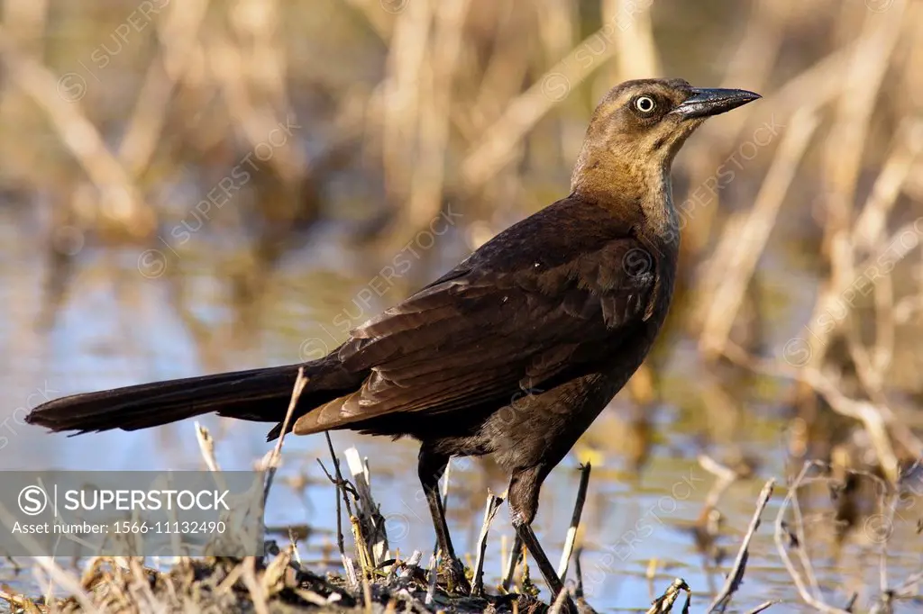 Great-tailed Grackle - Camp Lula Sams - Brownsville, Texas USA.