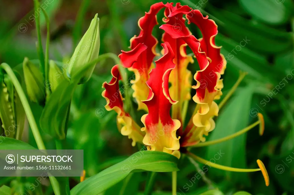 Closeup of Glory Lily, Gloriosa superba, Pune, Maharashtra, India.
