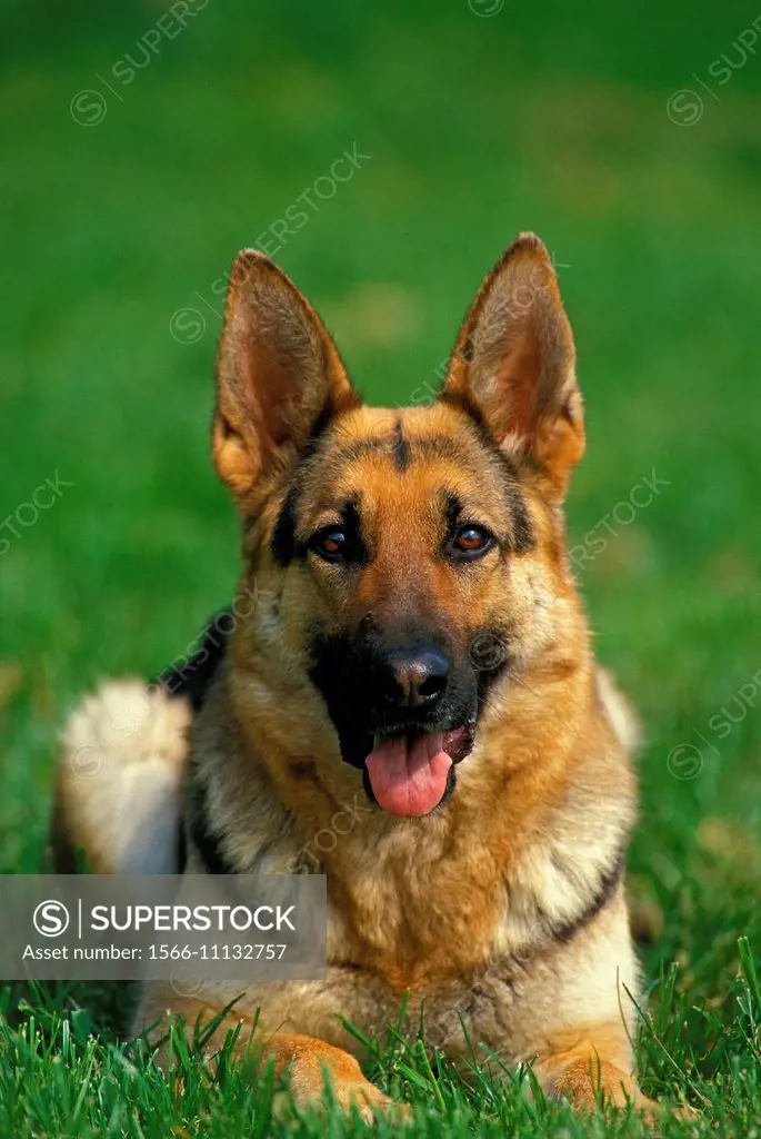 Portrait of Shepherd Dog.