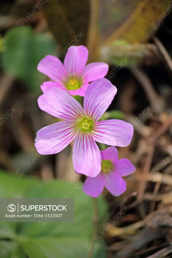 Oxalis debilis var. corymbosa, Large-Flowered Pink Sorrel, lilac oxalis, pink wood sorrel