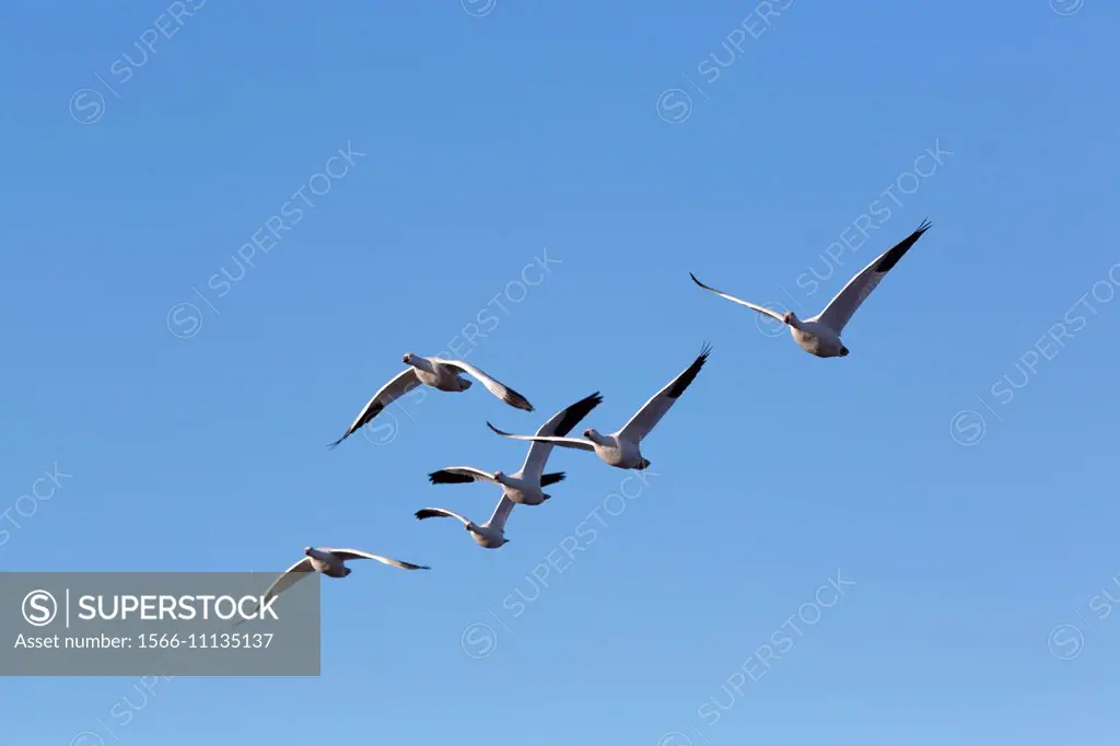 Lesser Snow Geese (Chen caerulescens caerulescens), Bosque del Apache National Wildlife Refuge, New Mexico, USA