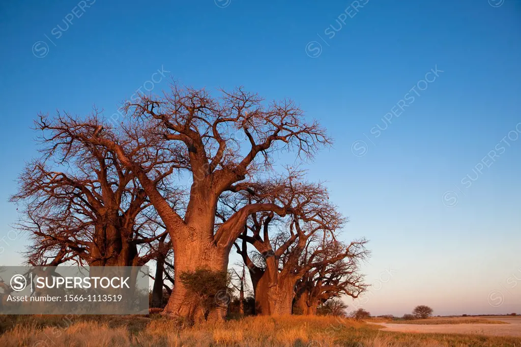 Baines Baobabs in Nxai Pan National Park, Botswana