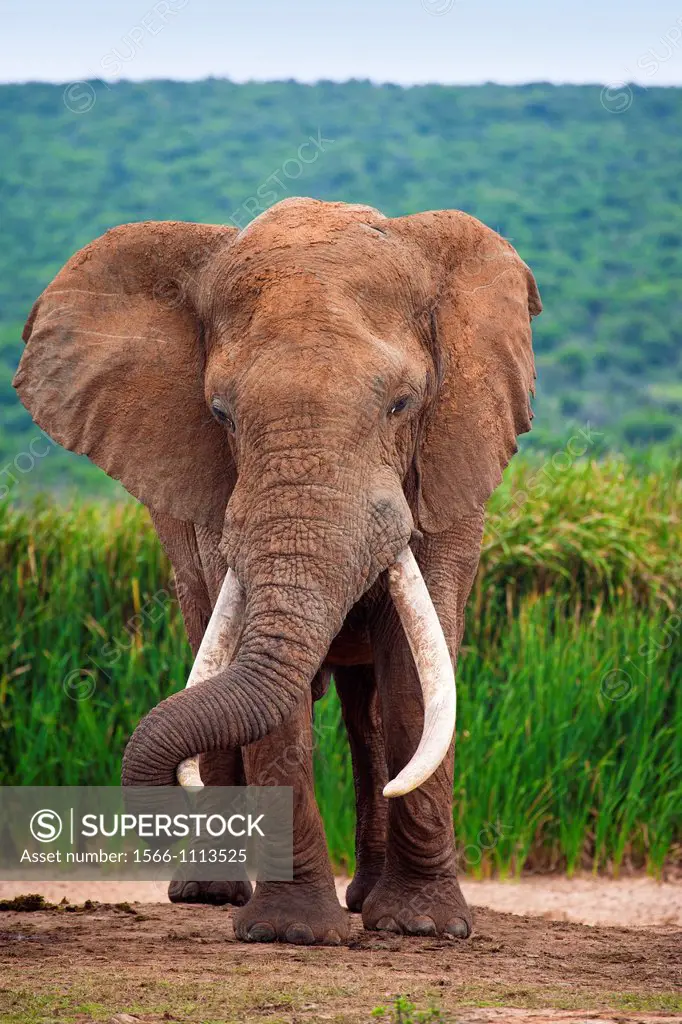 Large Bull Elephant Loxodonta Africana in Hapoor Dam in Addo Elephant National Park,South Africa