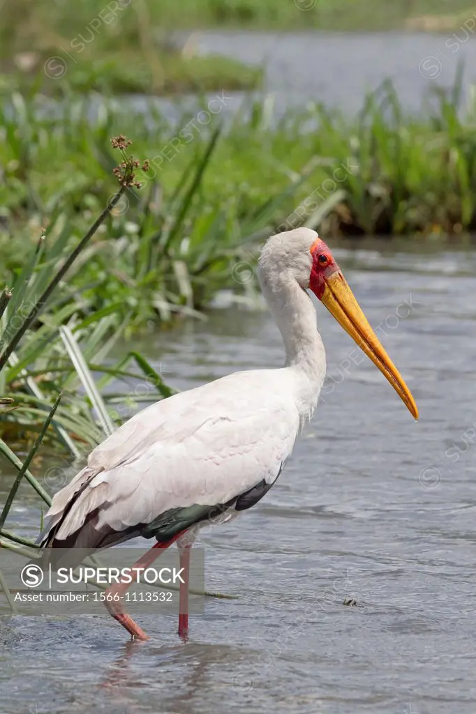 Yellow-billed Stork Mycteria ibis wading in water, Ngorongoro Crater, Tanzania