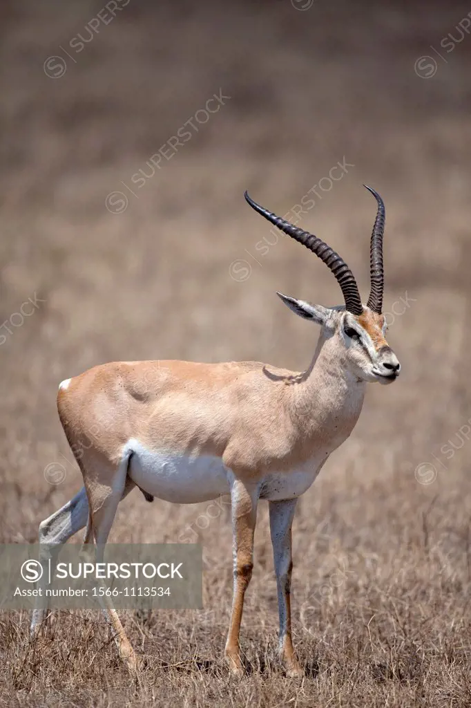Grant´s Gazelle Nanger granti, Ngorongoro Crater, Tanzania