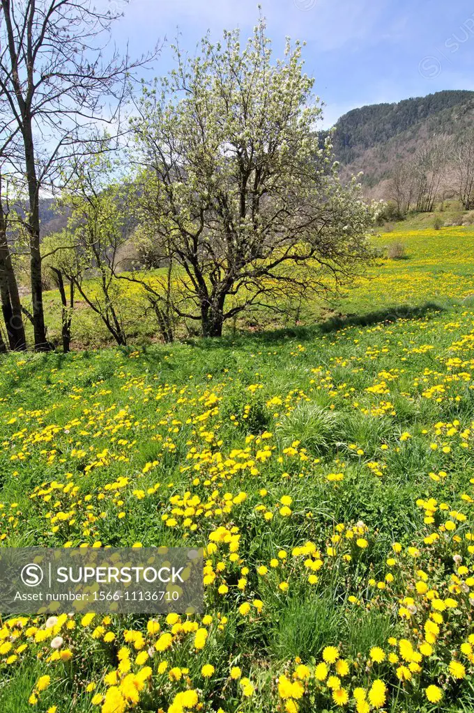 Field in spring with yellow flowers of Taraxacum officinale, common dandelion, flowering herbaceous perennial plant of the family Asteraceae Composita...