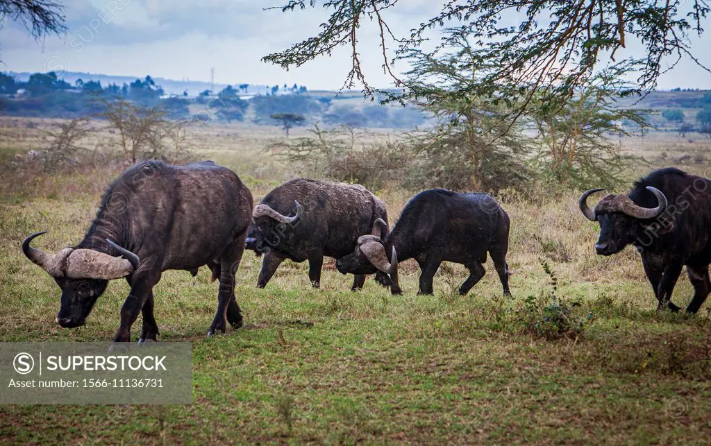 African Buffalo,Syncerus caffer, Lake Nakuru National Park, Kenya.