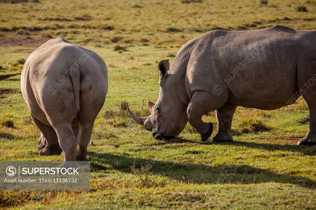 White rhinoceros (Ceratotherium simum), Lake Nakuru National Park, Kenya.