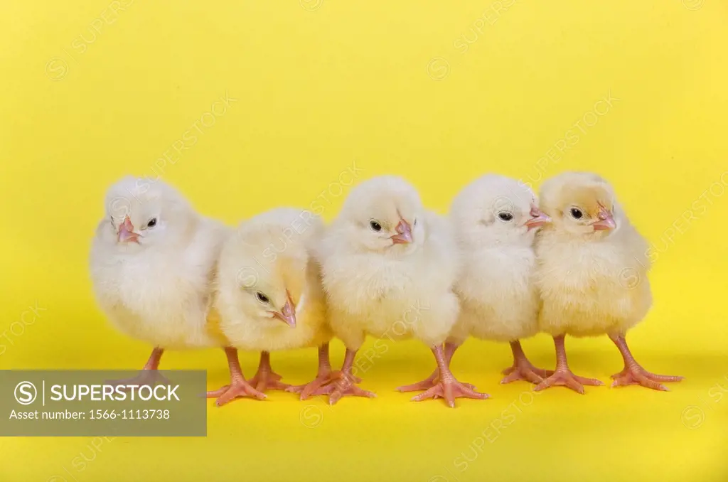 newly hatched Dayold Chicks in a row on yellow background