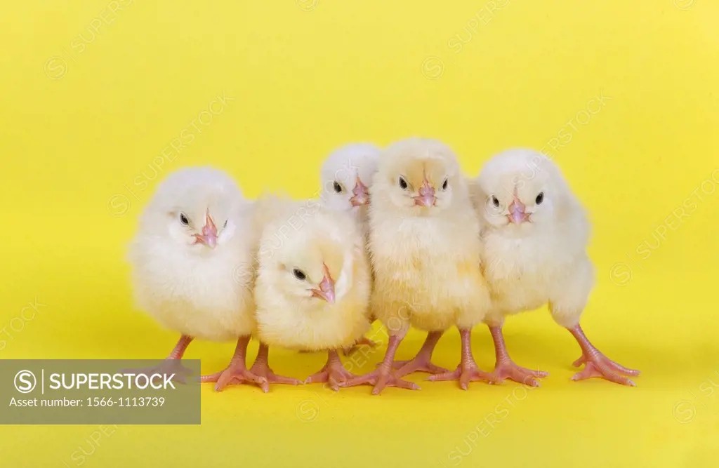 newly hatched Dayold Chicks in a row on yellow background