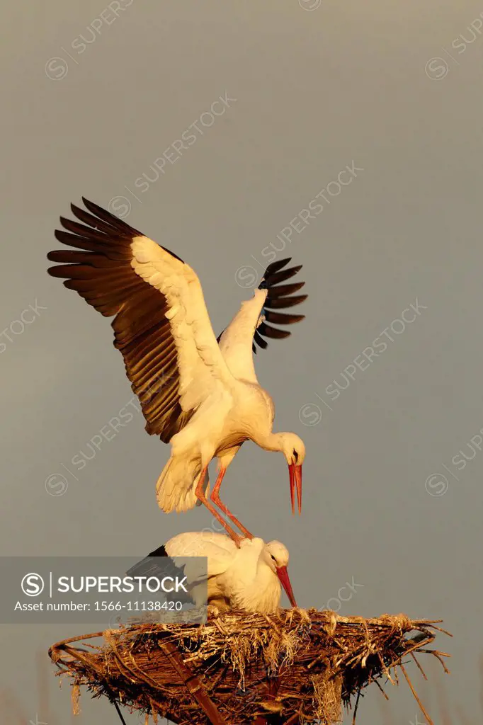White stork (Ciconia ciconia) courtship and mating behaviour, Logroño, La Rioja, Spain