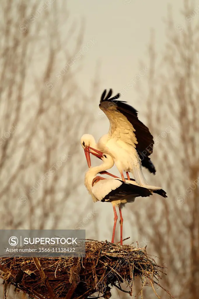 White stork (Ciconia ciconia) courtship and mating behaviour, Logroño, La Rioja, Spain