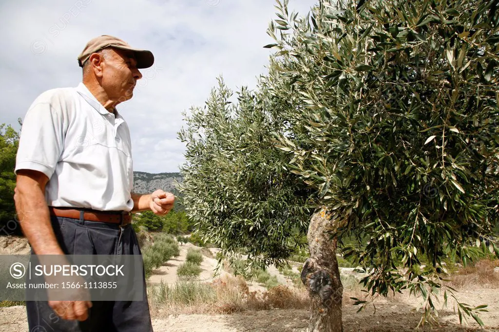 Olive grove, Rhodes, Greece