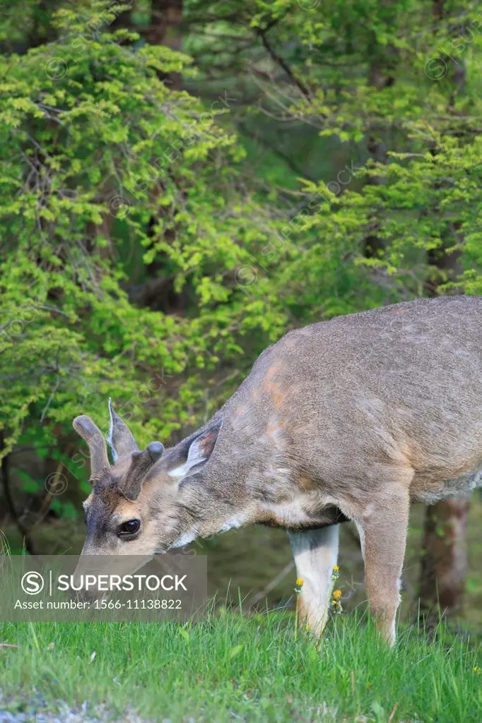 Blacktail deer buck, Prince Rupert,BC.