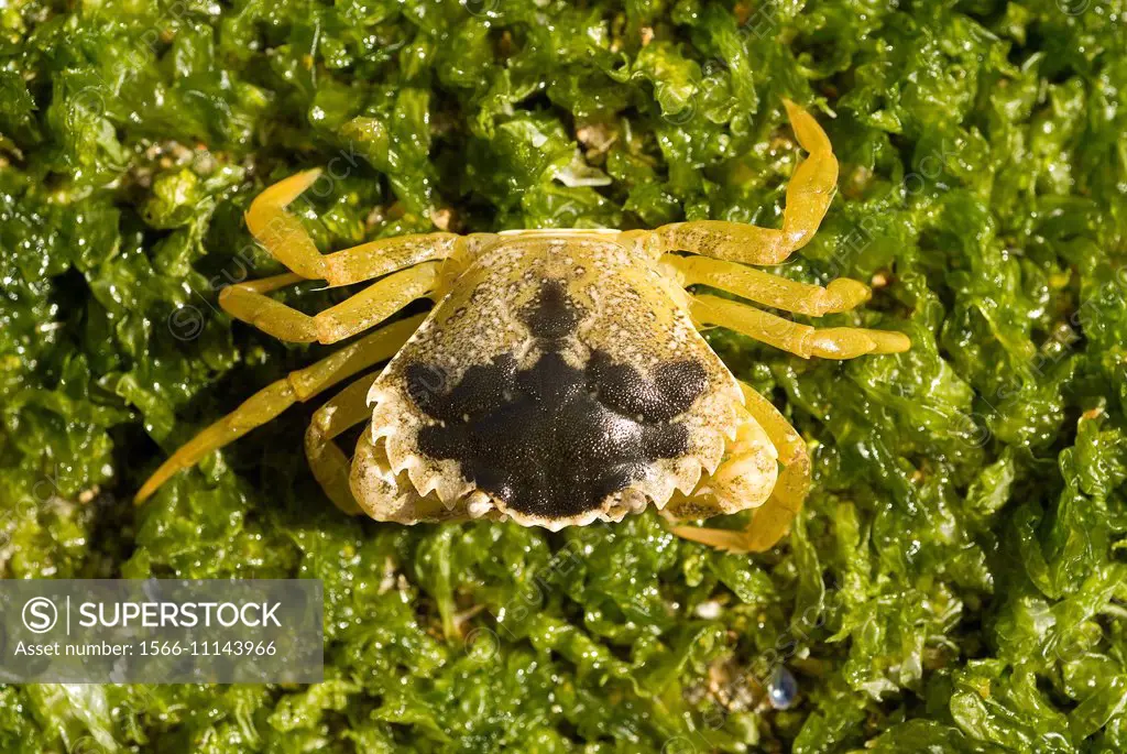 Common Shore Crab (Carcinus maenas).
