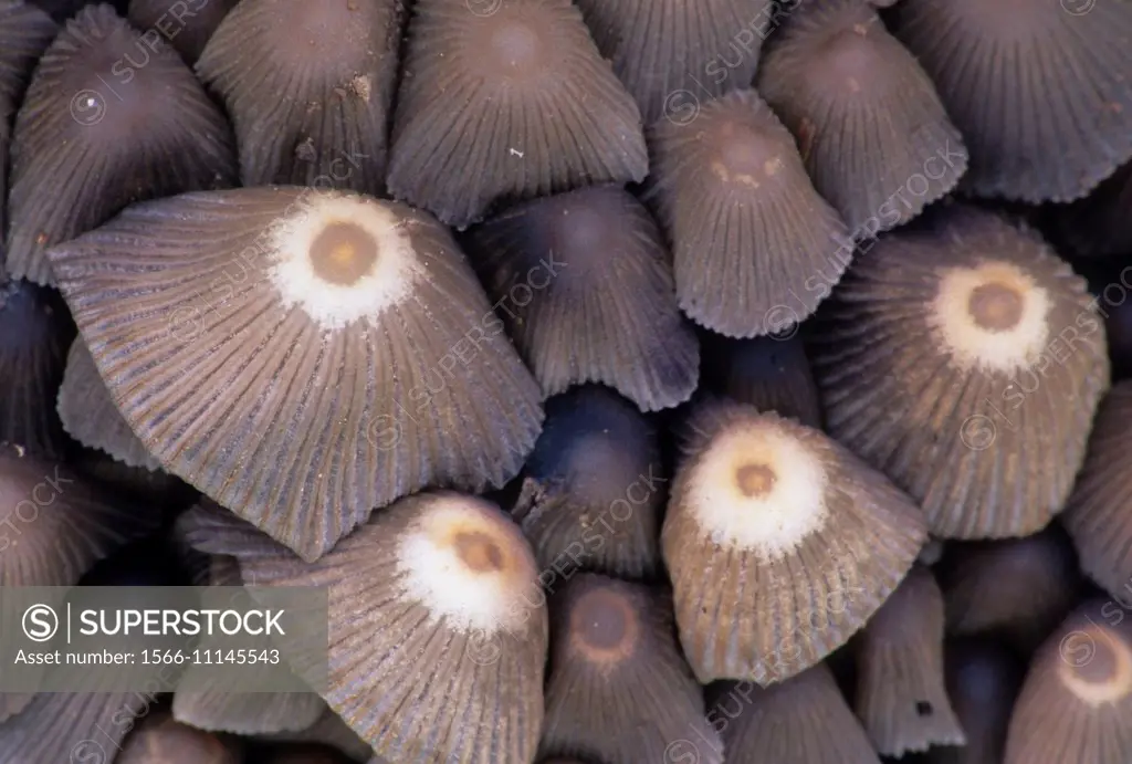 Mushrooms, Willamette Mission State Park, Oregon.