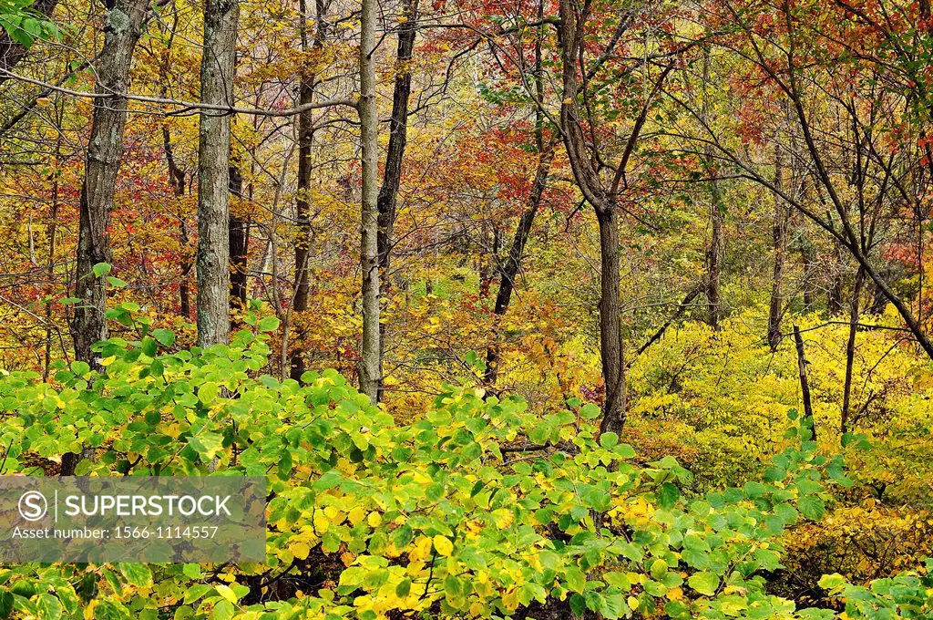 Autumn woods detail, Connecticut, CT