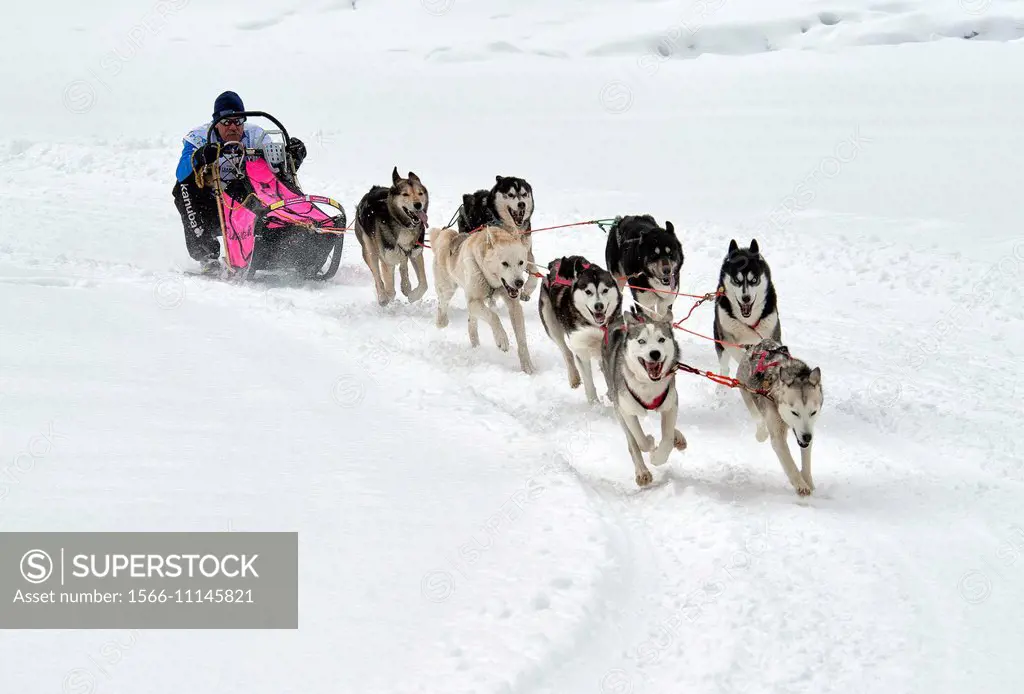 Dog sledge race, Switzerland.