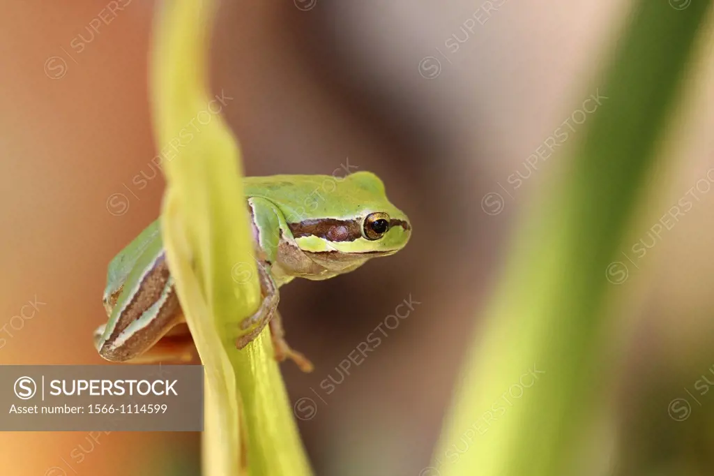 European tree frog, Hyla arborea, Photographed in Israel in October
