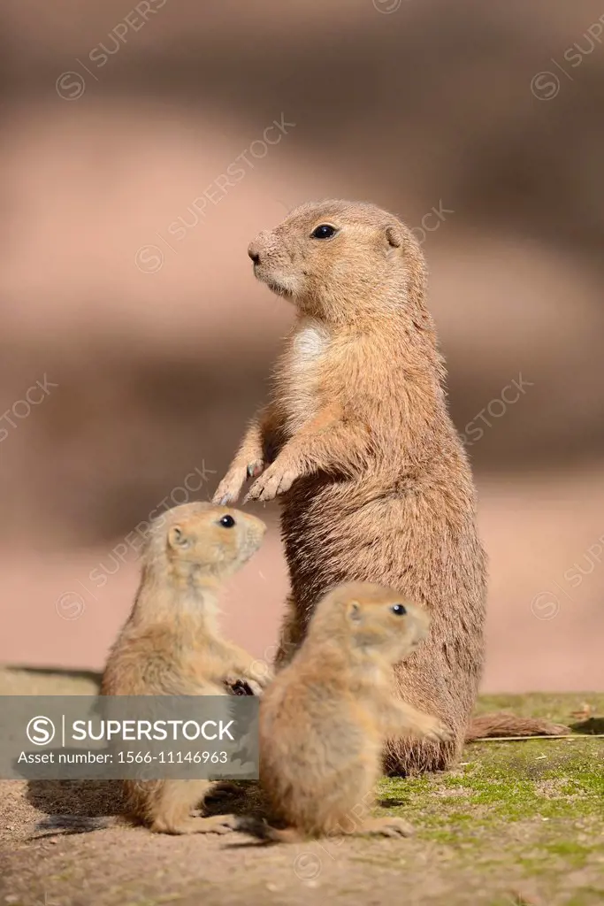 Close-up of a black-tailed prairie dog (Cynomys ludovicianus) mother with her youngsters in spring.