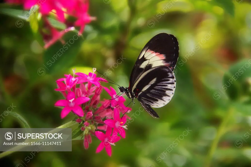 Piano Key Butterfly, also known as a Postman Butterfly. Native to tropical Americas. Heliconius melpomene