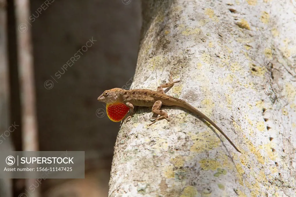 A male Cuban Brown Anole with Dewlap extended. It is an invasive species in Florida and other parts of southern America. Anolis sagrei