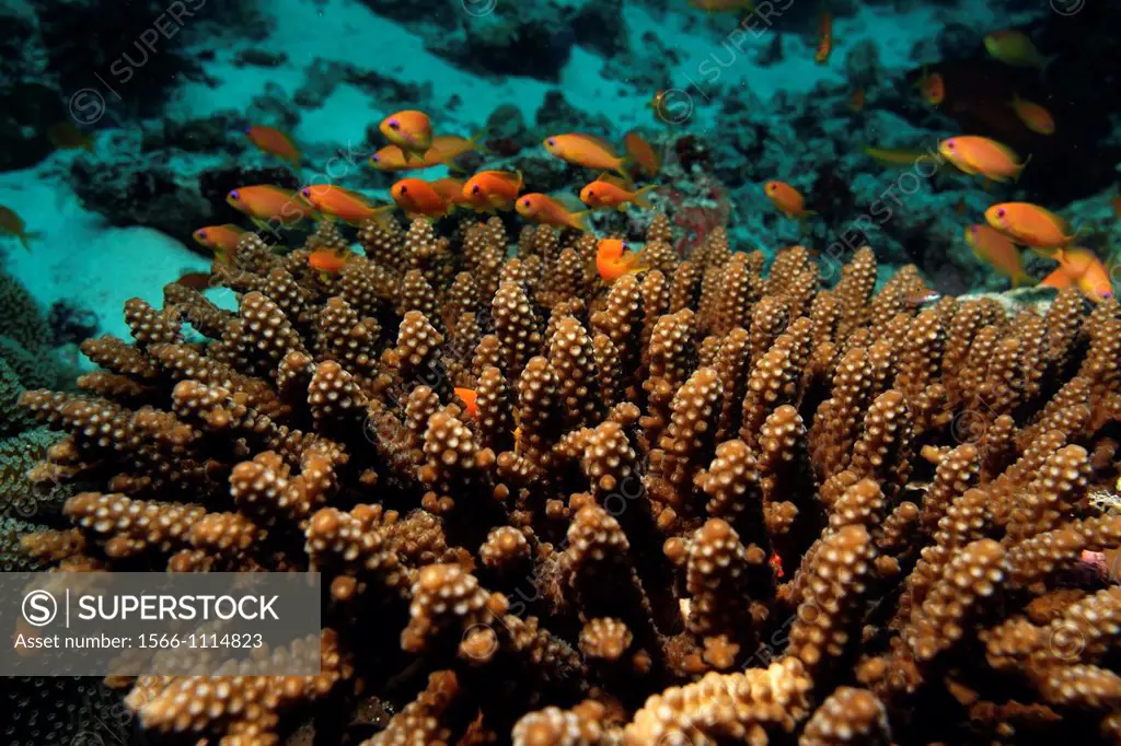 Maldives baa atoll darajandhoo small orange fishes above a nosey coral acropora nasuta