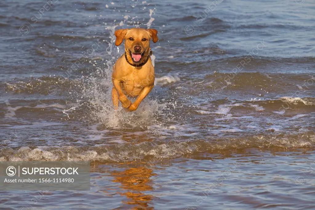 Yellow Labrador in action along the beach