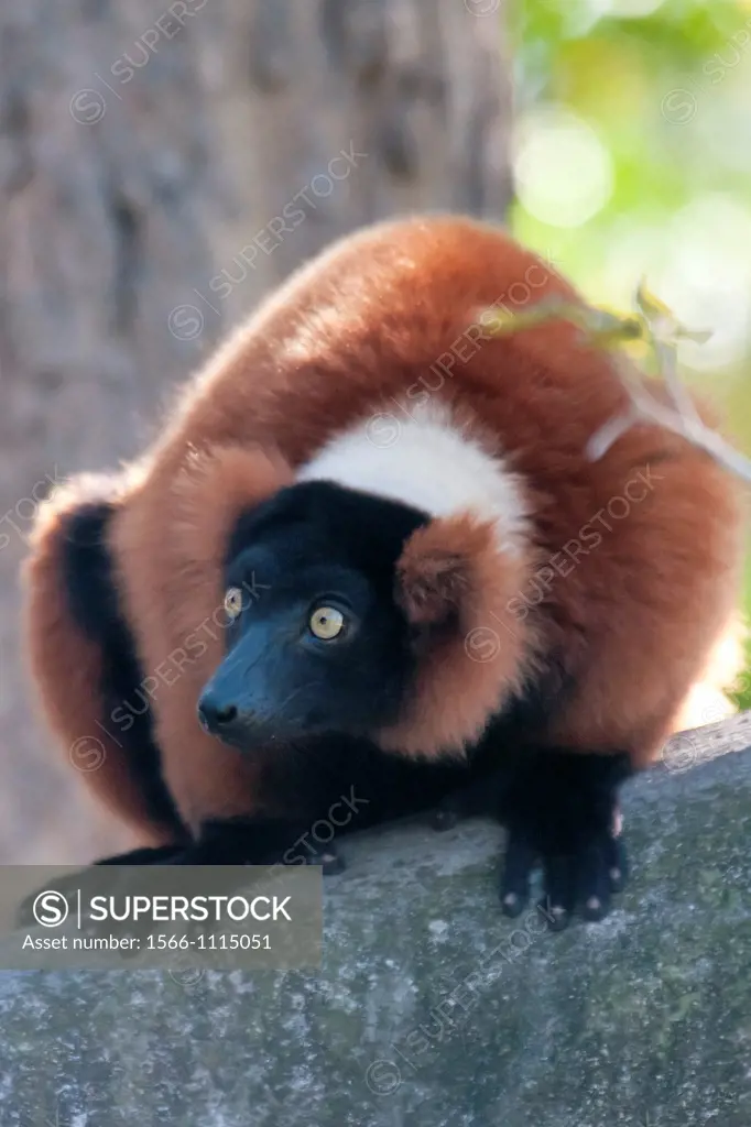 Red, ruffed lemur (Varecia variegata)