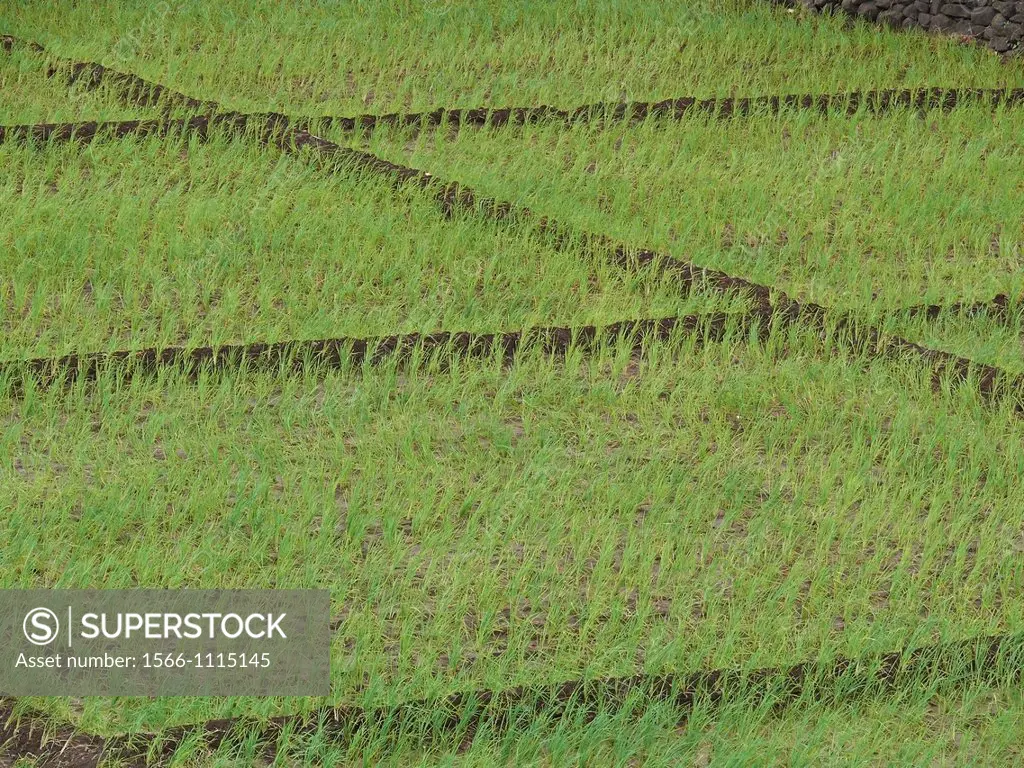 Paddy field of rice crop, Rice, Oryza Sativa, India