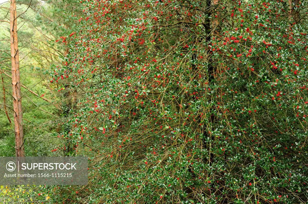 Mixed forest of holly and scots pine  Mount Aloia, Galicia, Spain