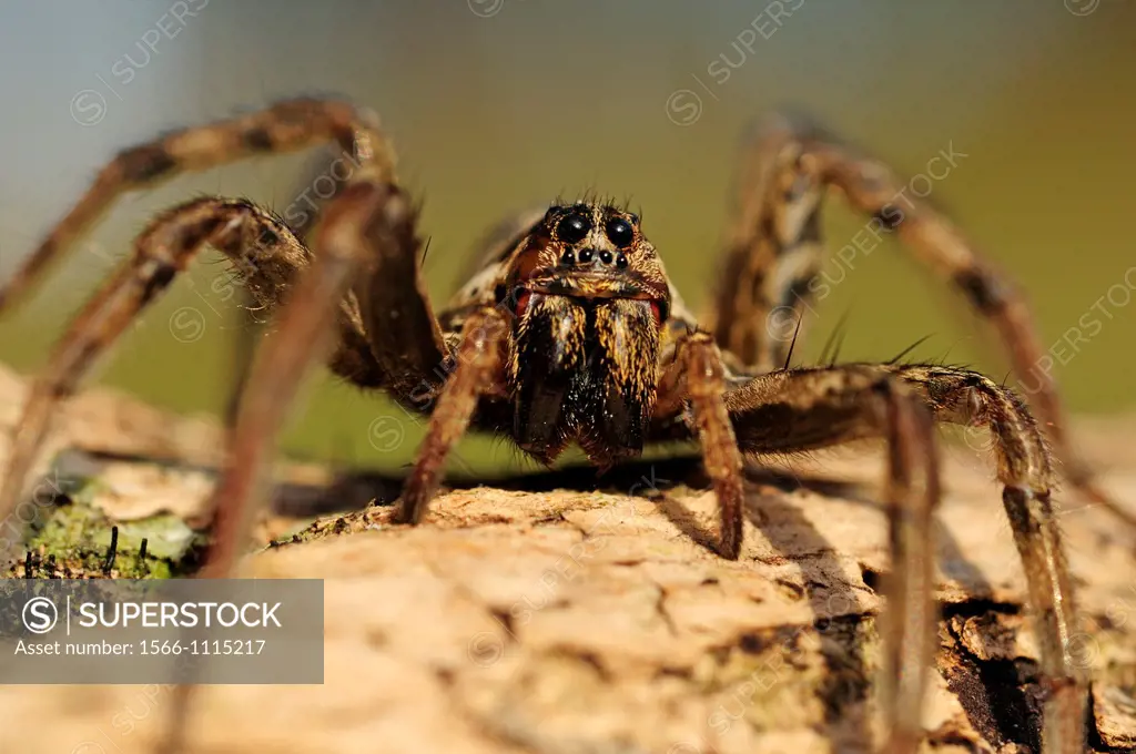 European Wolf Spider or False Tarantula Hogna radiata