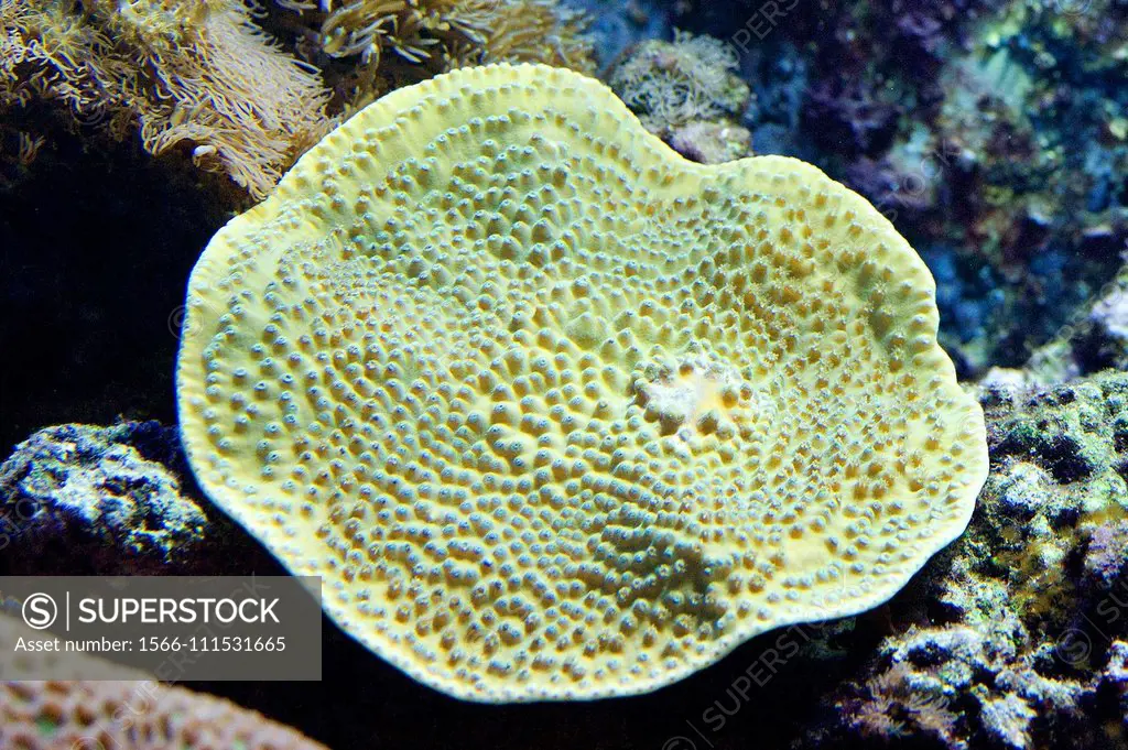 Yellow scroll coral (Turbinaria reniformis) is a laminar stony coral.