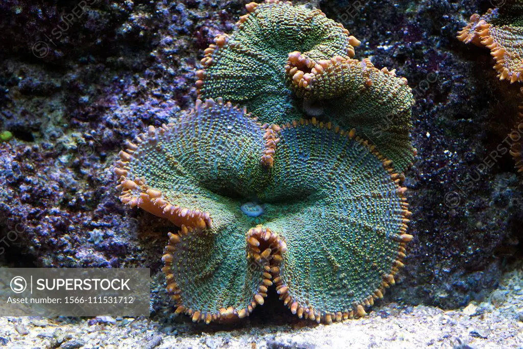 Disc anemone or mushroom anemone (Discosoma sp. or Actinodiscus sp. ) are soft corals formed by individuals polyps that grow in colonies.