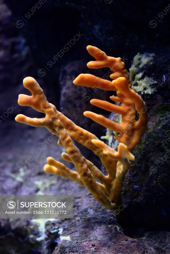 Axinella verrucosa is a sea sponge in the class Demospongiae.