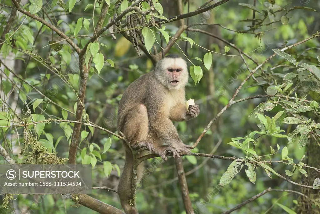 White-fronted capuchin monkey (Cebus albifrons), Copalinga, Podocarpus National Park, Zamora, Ecuador.