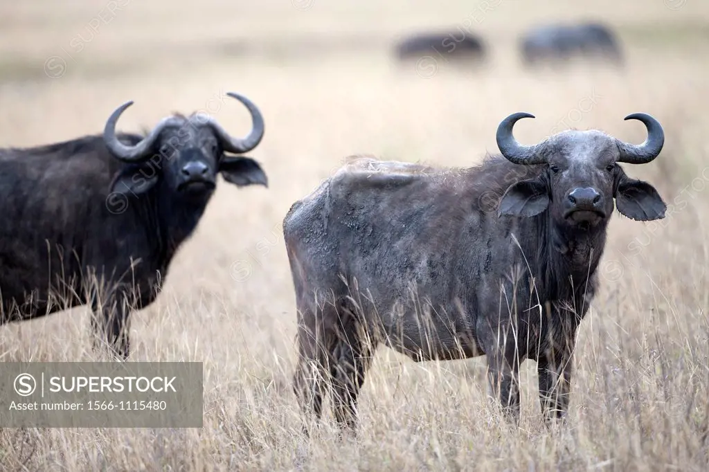 African Buffalo Syncerus caffer, Ngorongoro Crater, Tanzania