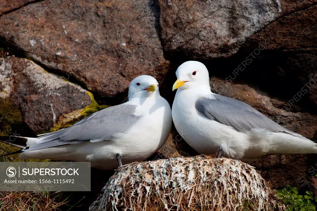 Sea gulls on the nest in the sea cliff, Andenes, Andøya island, Vesterålen archipelago, Troms Nordland county, Norway, Europe
