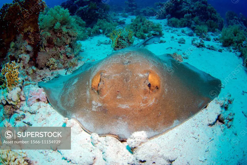 Giant feathertail stingray lying on the sand in Ras Mohamed´s reef, Red sea, Egypt. Pastinachus sephen.