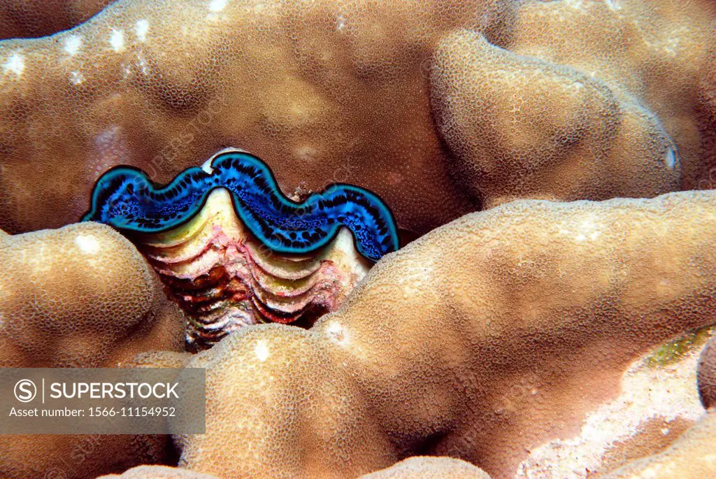 Common giant clam colors in red sea, Egypt. Tridacna maxima.