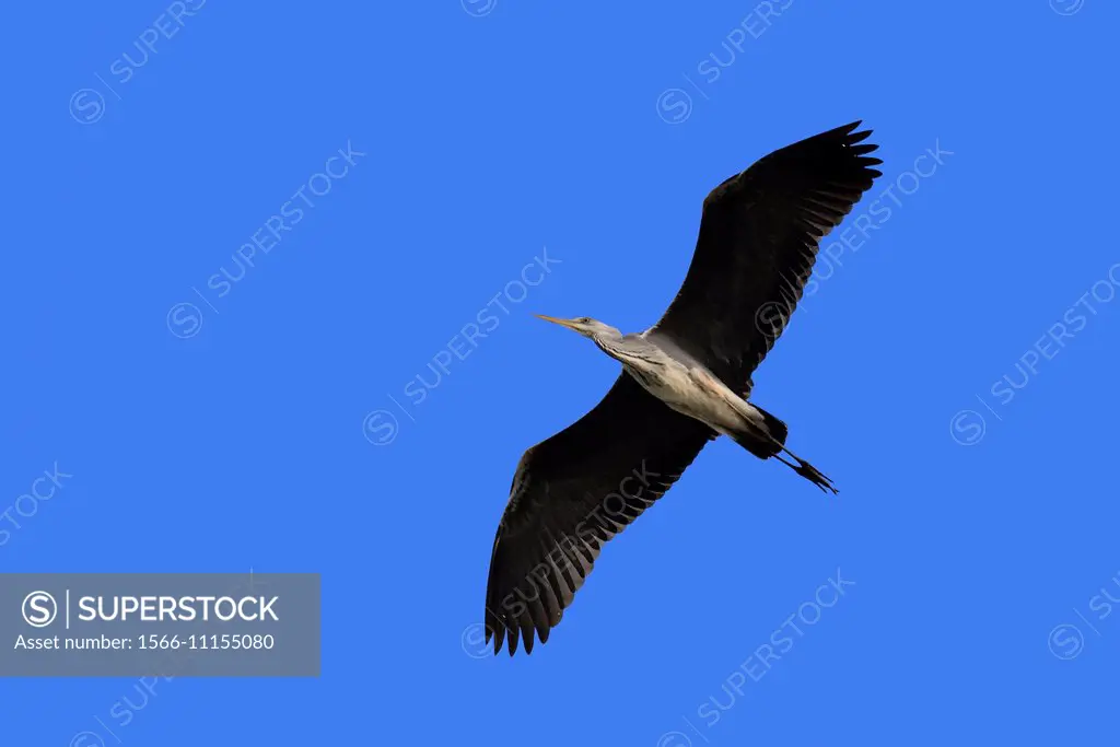 Heron in flight, Ardea cinerea.