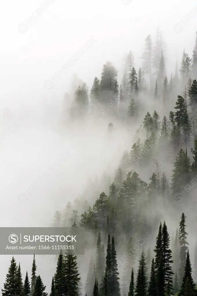 Cloud forest, Glacier National Park, Montana USA.