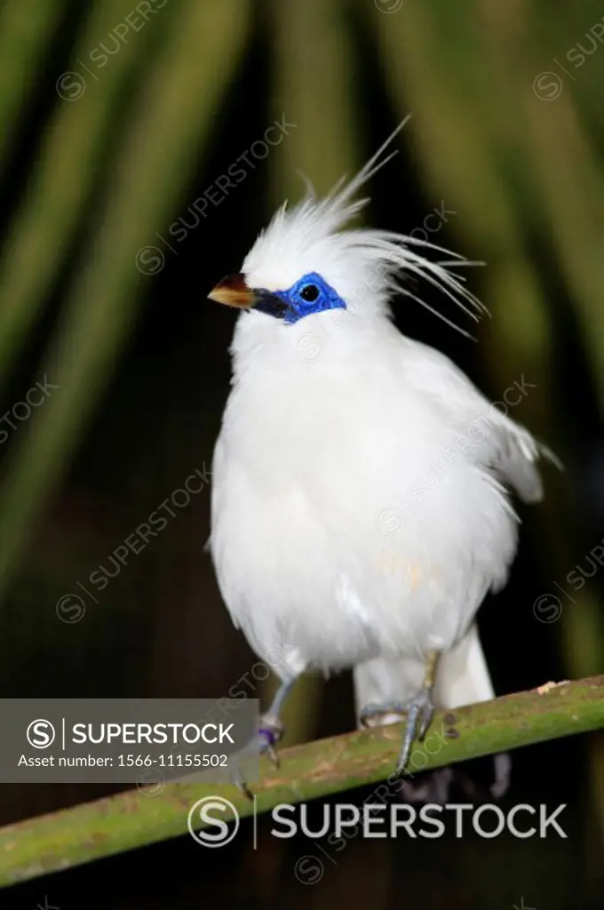 The Bali Starling, Leucopsar rothschildi, also known as the Bali Mynah, is endemic to the island of Bali, Indonesia, where loss of habitat, plus poaching, has pushed this bird to the edge of extinction. Listed as critically endangered on the IUCN red list. This bird is displaying the mating plumage on its head.