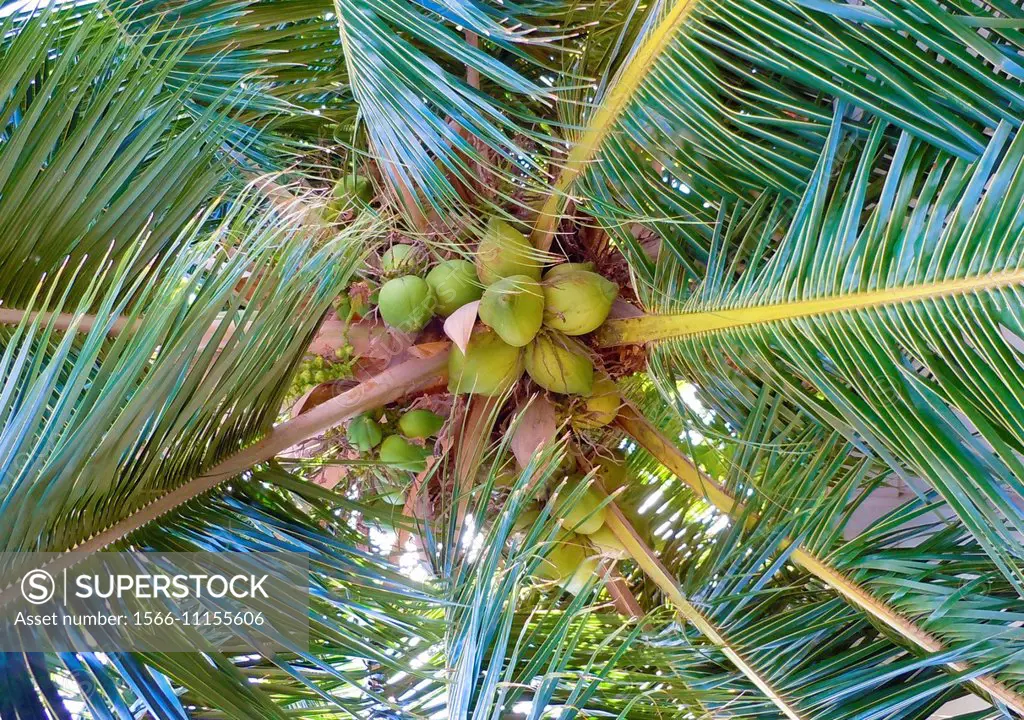 coconuts on tree, Hawai´i.