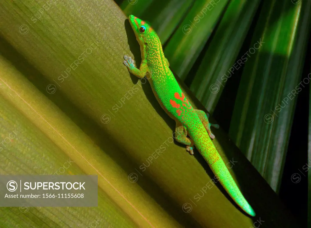 God Dust Day Gecko (Phelsuma laticauda laticauda), native to Madagascar, photographed in Hawai´i.