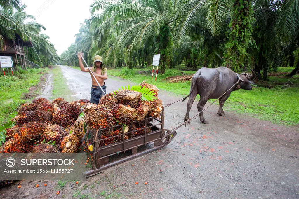 Asia,Borneo,Malaysia,Sabah,Sukau ,Oil palm tree,African oil palm (Elaeis guineensis),exploitation of the fruits with the help of a water buffalo.