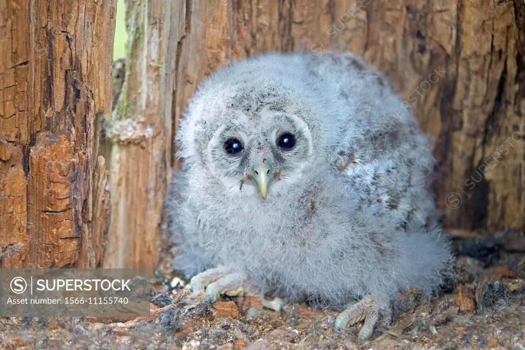 Europe,Finland,Kuhmo area,Kajaani,Ural owl (Strix uralensis,young in the nest.