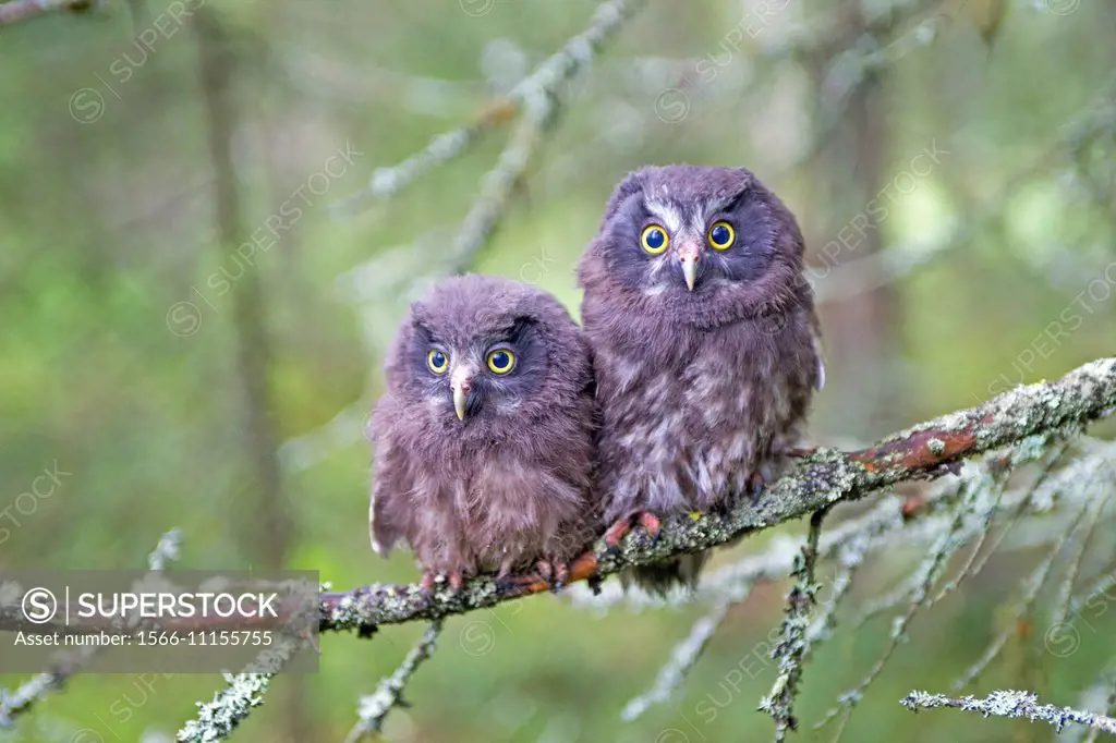 Europe,Finland,Kuhmo area,Kajaani,Boreal owl or Tengmalm´s owl (Aegolius funereus),two youngs just after they left the nest,perched on a branch.