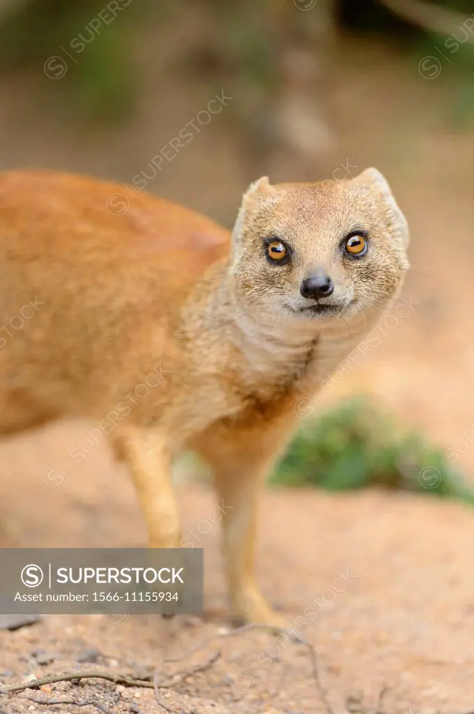 Close-up of a yellow mongoose (Cynictis penicillata) in spring.